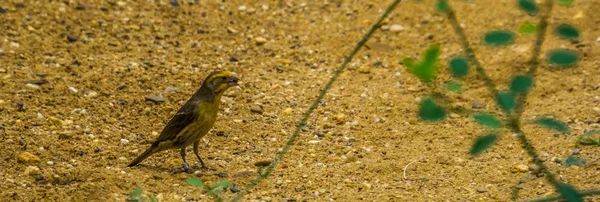 Primer plano de un grosbeak amarillo, especie de ave tropical de México — Foto de Stock