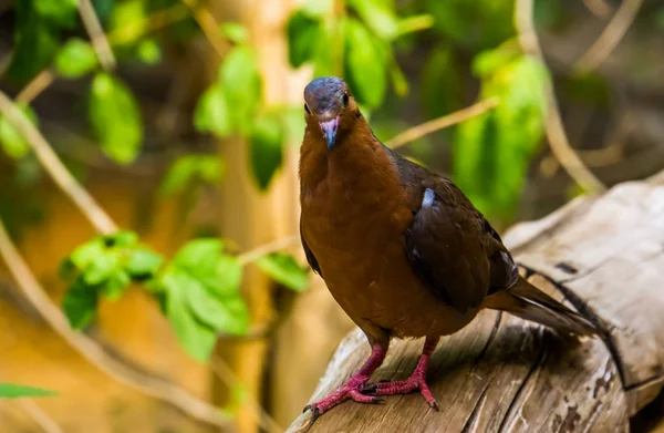 Portrait rapproché de l'avant d'une colombe socorro, Pigeon éteint dans la nature, espèce d'oiseau tropical qui vivait sur l'île socorro, Mexique — Photo