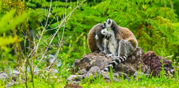 Gyűrű farkú makik pár ápolás egymást, vicces állat viselkedés, trópusi veszélyeztetett főemlős faj Madagaszkárról — Stock Fotó