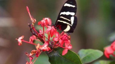 Bir hewitson 'ın uzun kanatlı kelebeğine yakın plan. Bir çiçekten nektar içiyor. Kosta Rika, Amerika' dan tropikal böcek türü.