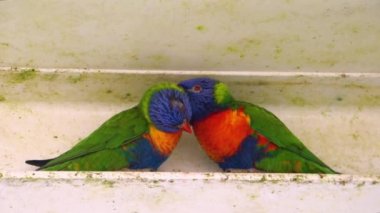 Birbirini kollayan gökkuşağı lorikeetleri, tipik kuş davranışları, Avustralya 'dan tropikal hayvan türleri.