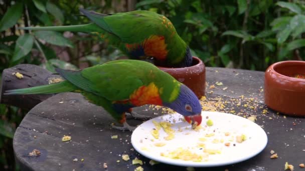 一緒に食べ物を食べる2匹の虹色のロリケッツ 鳥の餌やりとペットケア オーストラリアの熱帯動物種の閉鎖 — ストック動画
