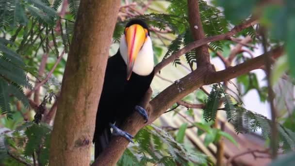 Nahaufnahme Porträt Eines Toco Tukanes Einem Baum Tropische Vogelart Aus — Stockvideo