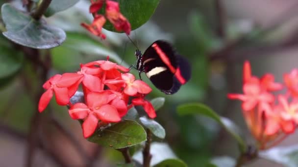 Close Van Een Kleine Rode Postbode Vlinder Verzamelen Nectar Tropische — Stockvideo