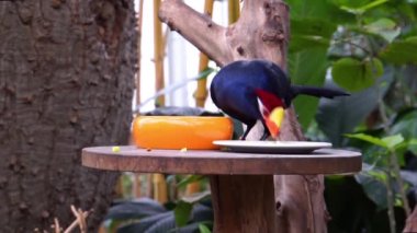 Violet Turaco 'nun yemek yemesine, kuş diyetine, Afrika' nın popüler egzotik türüne yakın çekim.