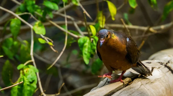 Socorro-Taube geht auf Kamera zu, Taube, die in freier Wildbahn ausgestorben ist, Tropische Vogelart, die auf der Insel Socorro in Mexiko lebte — Stockfoto