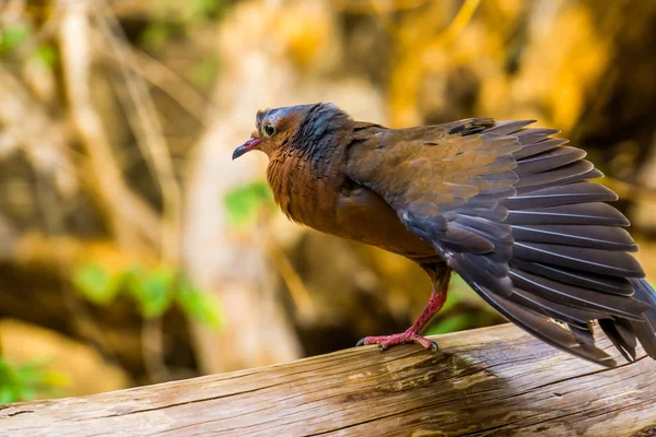 Colombe socorro déployant ses ailes, Pigeon éteint dans la nature, espèce d'oiseau tropical qui vivait sur l'île socorro, Mexique — Photo