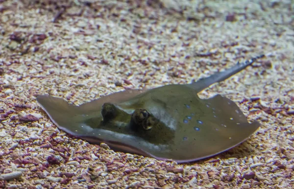 Nahaufnahme eines am Boden liegenden Stachelrochens, einer tropischen Fischart aus Asien — Stockfoto