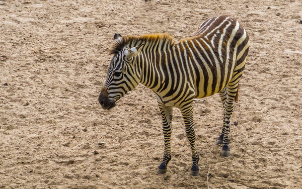 Closeup portrait of a grant's zebra, tropical wild horse specie from Africa