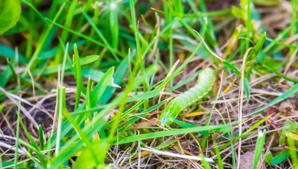 Hoekschaduwen rups in het gras in close-up, larve van een soort mot uit Europa — Stockfoto