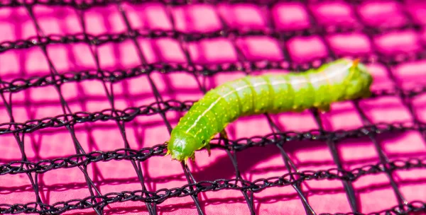 Closeup of a angle shades caterpillar — Stockfoto