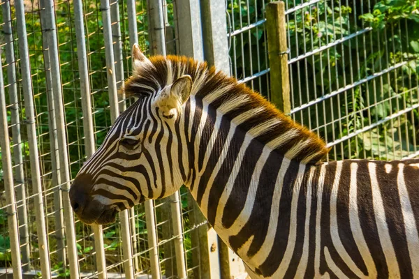 Az arca egy ösztöndíj zebra közelkép, trópusi lófaj Afrikából — Stock Fotó