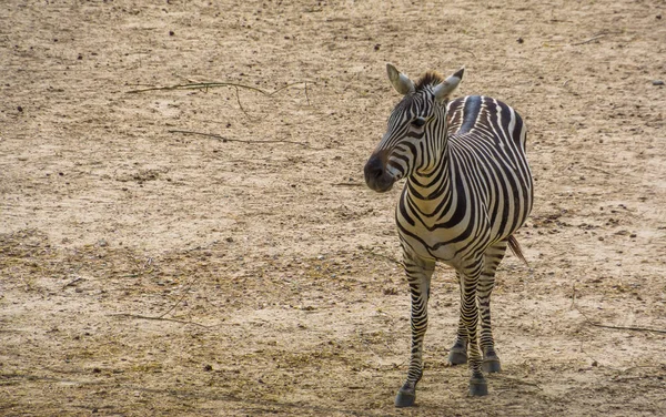 Portrait of a grant's zebra in closeup, tropical wild horse specie fr — 스톡 사진