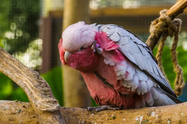 Розовогрудый какаду чешет голову, тропический попугай из Австралии — стоковое фото
