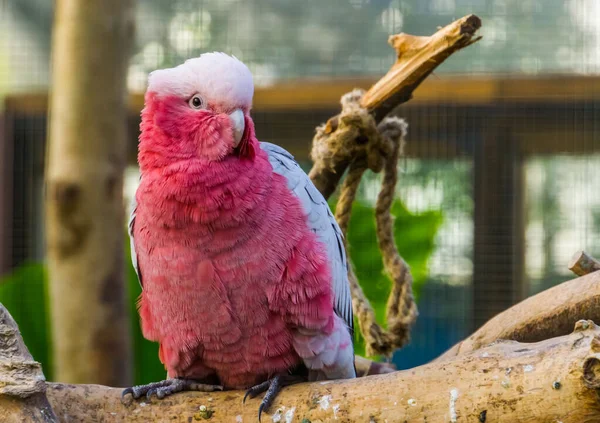 Belo close-up de uma rosa peito cacatua, espécie de papagaio tropical da Austrália — Fotografia de Stock