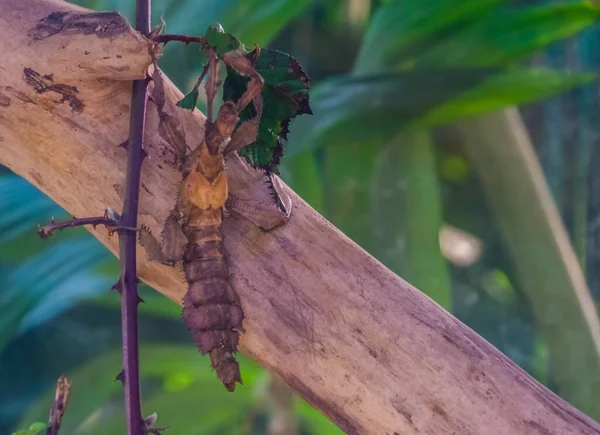Makro närbild av en taggig löv insekt, tropiska promenadkäpp art från Australien — Stockfoto