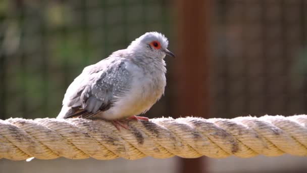 オーストラリアの熱帯鳩の種であるダイヤモンド鳩のクローズアップ肖像 — ストック動画