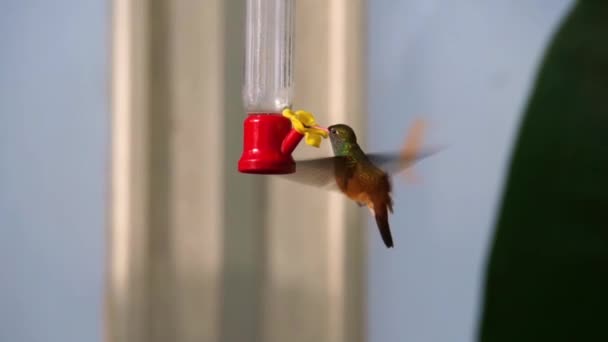 Primo Piano Poratrait Colibrì Amazilia Bere Nettare Specie Popolare Piccolo — Video Stock