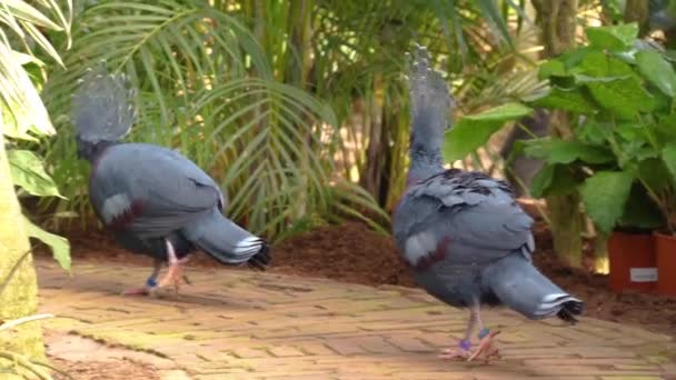 Couple Victoria Crowned Pigeons Walking Tropical Birds New Guinea Threatened — Stock Video