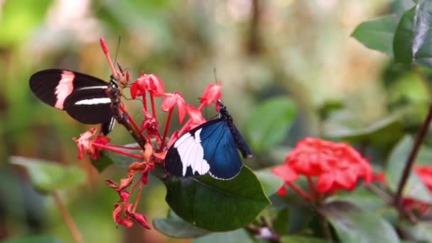 Macro Primer Plano Dos Mariposas Alargadas Recolectando Néctar Flores Especie — Vídeo de stock