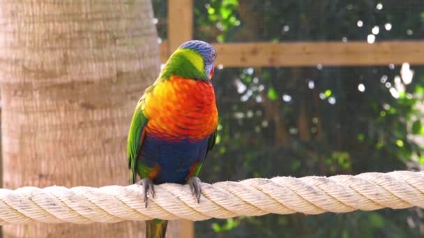 Detailní Portrét Duhového Lorikeeta Upravujícího Peří Pestrobarevný Tropický Ptačí Druh — Stock video