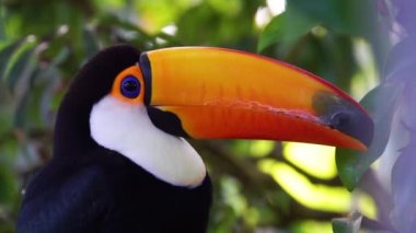 Toco Toucan 'ın yüzü. Amerika' dan tropikal bir kuş türü.