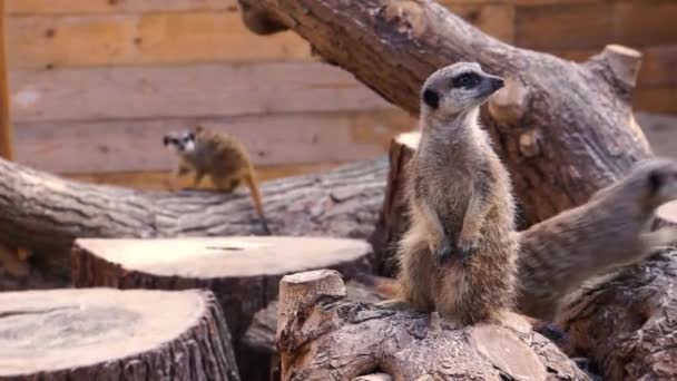 Closeup Portrait Meerkat Standing Looking Tropical Animal Specie Africa — Stock Video