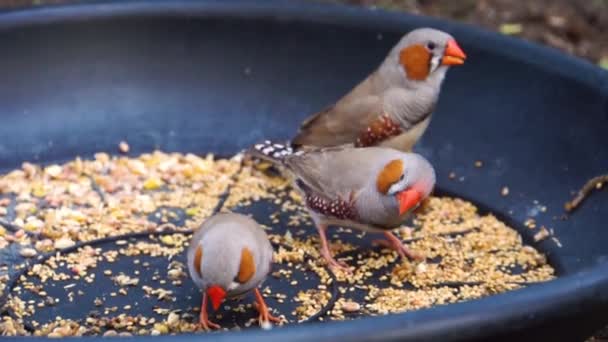 Group Zebra Finches Eating Seeds Together Birds Diet Pet Care — Stock Video