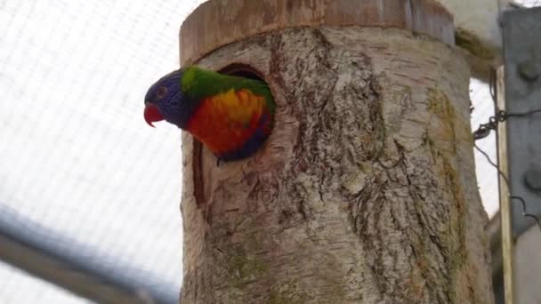 Close Van Een Rainbow Lorikeet Die Uit Zijn Vogelhuisje Kijkt — Stockvideo