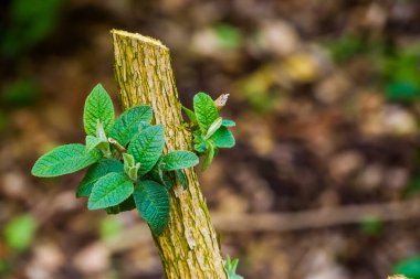 pruned branch of a butterfly bush growing fresh new leaves, garden plant care, pruned tree budding clipart