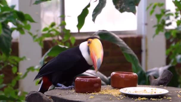 Closeup Engraçado Toco Toucan Comendo Sementes Uma Tigela Pequena Espécie — Vídeo de Stock