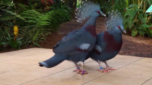 Victoria Gekroond Duivenpaar Paren Spelen Samen Met Een Klimmen Top — Stockvideo