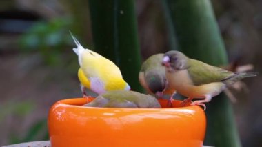 Gouldian ispinozları birlikte yemek yiyorlar. Avustralya 'dan popüler tropikal kuş türü.