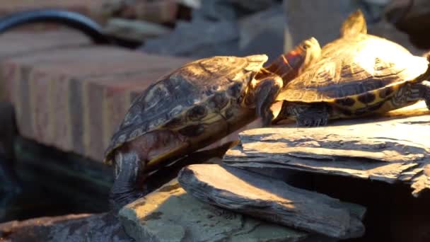 Closeup Red Eared Turtle Climbing Top Another Turtle Basking Typical — Stock Video