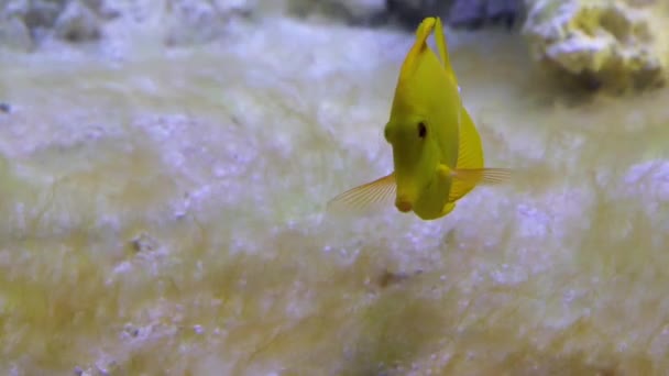 Closeup Yellow Tang Fish Swimming Underwater Popular Tropical Specie Hawaii — Stock Video