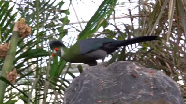 Close Turaco Faces Brancas Uma Rocha Espécie Pássaro Tropical Colorido — Vídeo de Stock