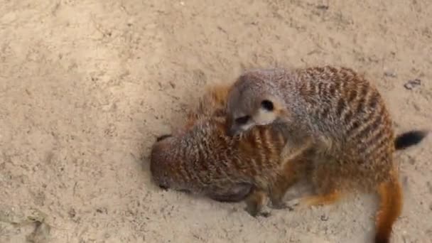 gros plan d'un groupe de suricates se battant les uns avec les autres de manière ludique, Comportement animal, espèce tropicale d'Afrique 