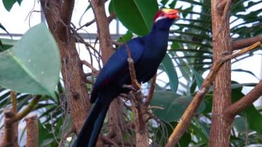 Ağaç dalında oturan Violet Turaco, Afrika 'dan popüler egzotik kuş türü.