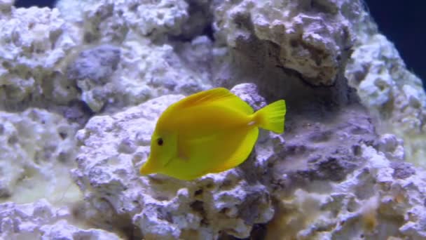 Peixe Tang Amarelo Nadando Aquário Espécie Tropical Popular Hawaii — Vídeo de Stock