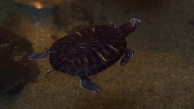 Suda yüzen kırmızı kulaklı sürgülü kaplumbağa Güney Amerika ve Meksika 'dan popüler tropikal sürüngen türü.