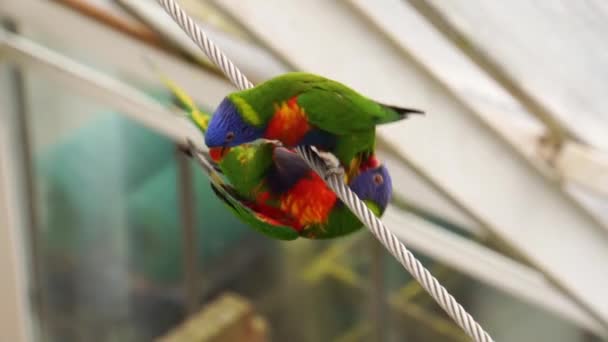 オーストラリアのカラフルで熱帯性の鳥の種を一緒にロープの上に虹色のロリケットカップル — ストック動画