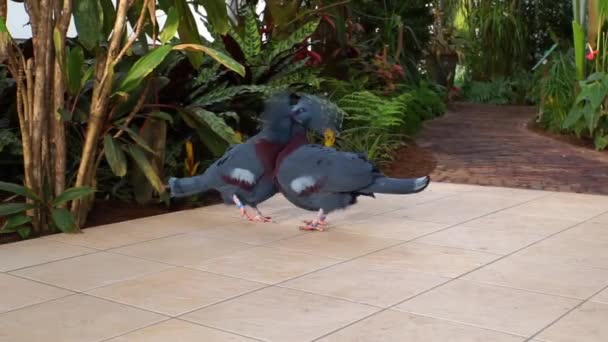 Victoria Gekröntes Taubenpaar Spielt Zusammen Und Macht Geräusche Lustiges Vogelverhalten — Stockvideo