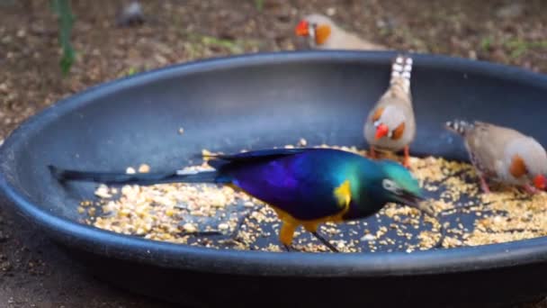 Close Estorninho Real Comendo Sementes Espécie Pássaro Tropical África — Vídeo de Stock
