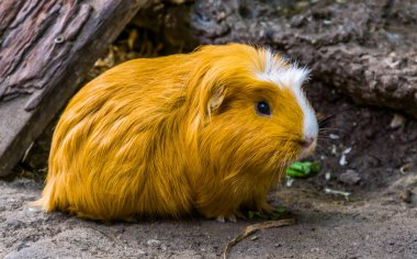 beautiful closeup portrait of a domestic guinea pig, popular rodent specie from America clipart