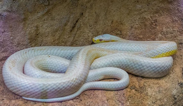 Beyaz albino batı fare yılanı, renk mutasyonu, Amerika 'dan popüler sürüngen türü.