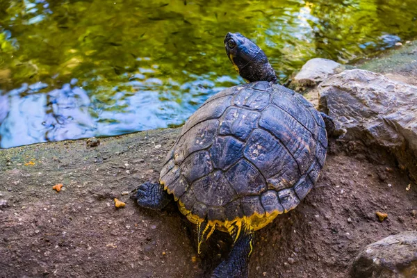 Schönes Porträt Einer Gelbbauchschildkröte Von Hinten Tropisches Reptil Aus Amerika — Stockfoto