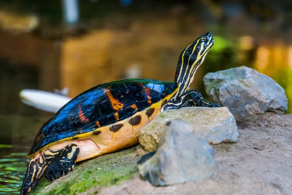 Primer Plano Una Tortuga Pantanosa Orilla Especie Reptil Tropical América —  Fotos de Stock