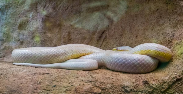 Witte Westelijke Rattenslang Slang Met Albinisme Kleurmutatie Populaire Reptielensoort Uit — Stockfoto