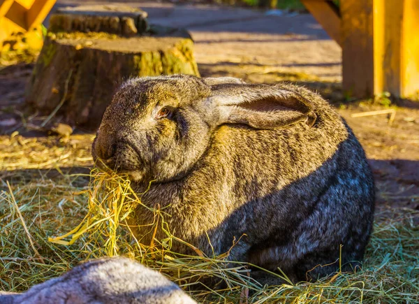 Detailní Záběr Velký Hnědý Evropský Králík Jíst Seno Populární Domestikovaný — Stock fotografie