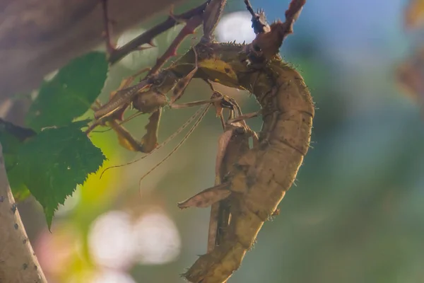 雄性和雌性带刺叶虫在一起 来自澳大利亚的热带行走杆物种 — 图库照片